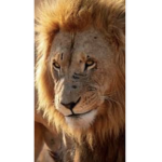Groupers lions