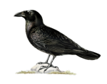 Raven's Workshop