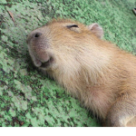 Capybara Crew!