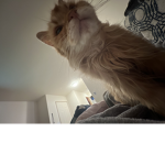 boogie is beatuy