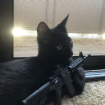 I heart cats so much