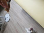 멍뭉이 군단