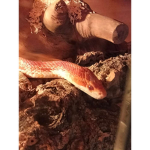 SnakeXgroup