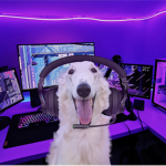 INTERNATIONAL BORZOI GAMING CLUB