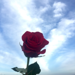 ROSE™