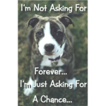 stop animal abuse plz