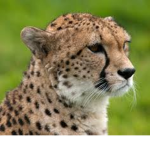 Cheetah Fast Group Squad