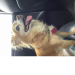 My dog Bella squad