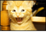 epic epic face