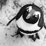 R T Penguin Gamer club