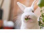 The Rabbit Guild
