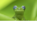 Die kleinen robux Freunde