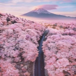 Sumimasen