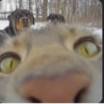 Group Thumbnail