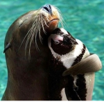 Seal And Penguins Incorporated