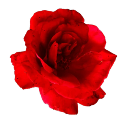 mohscow Roblox group icon