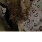 Cat cafes