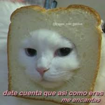 michis xd