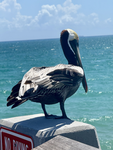 WaterPoolDuck's Development Team