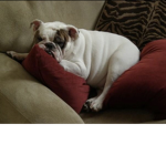 English Bulldog group