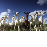 Goat_Squad