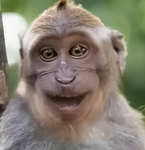 PrEpPy BaBy MoNkeYs