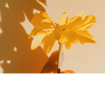 AestheticShop