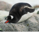 plump penguin gang