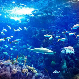 Marineal Aquarium W.I.P
