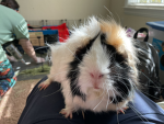 Guinea pig Fanclub