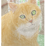 Warrior (Cats) Fans