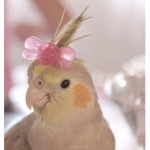 PRETTYLITTLEBIRDS