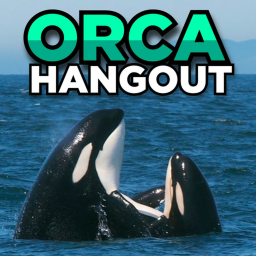 Orca Hangout!