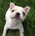 #FrenchBulldogs