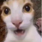 El Gato Gangsters