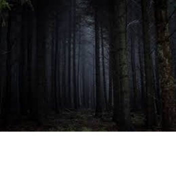 - The Forest -