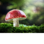 mushrooms are the #### everrr