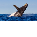 MRWHALE