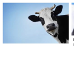 THE COWZZ