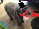 Woof woof so woofy