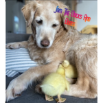 THE REAL DUCKS AND DOGES UNITED
