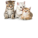 Pretty kitty cats