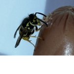 Bumblebee eating hotdog