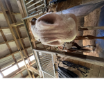 || High Hoof RA ||