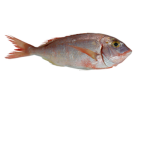 fishfor life