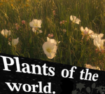 +{ PLANTS OF THE WORLD }+