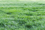 grassy studio