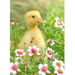 Duck Ducks