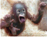 Crazy LOL monkeys!