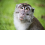 Monke Fan Group